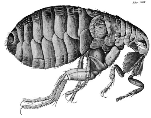 hooke-flea-big