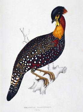 Tragopan-Hastingsii;-from-A-Century-of-Birds-from-the-Himalayas